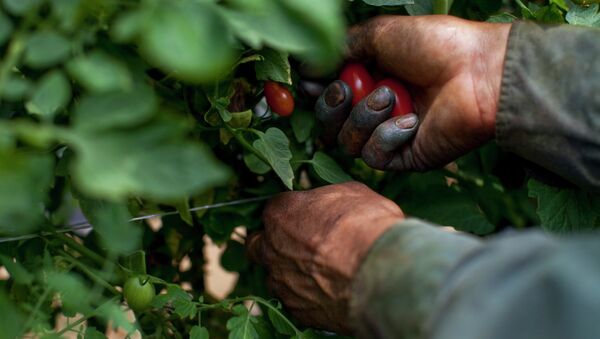 Migrant Worker, Fort Blackmore, VA - Sputnik Mundo