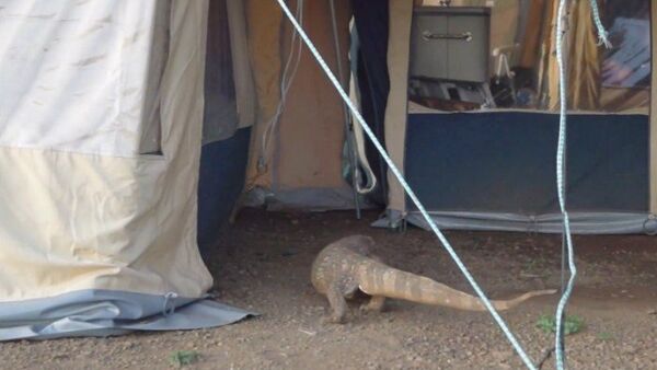 Una visita inesperada - Sputnik Mundo