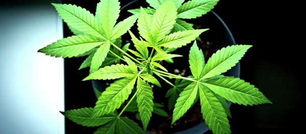 Planta de marihuana - Sputnik Mundo