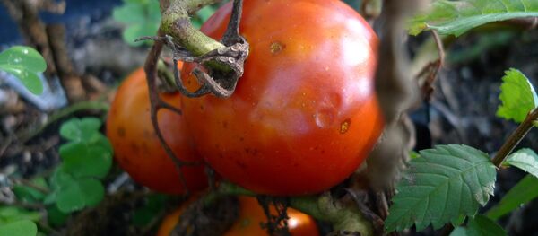 Tomates enfermos por falta de agua Tomates enfermos por falta de agua - Sputnik Mundo