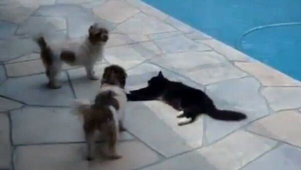 Un gato judoka se enfrenta a dos perros - Sputnik Mundo