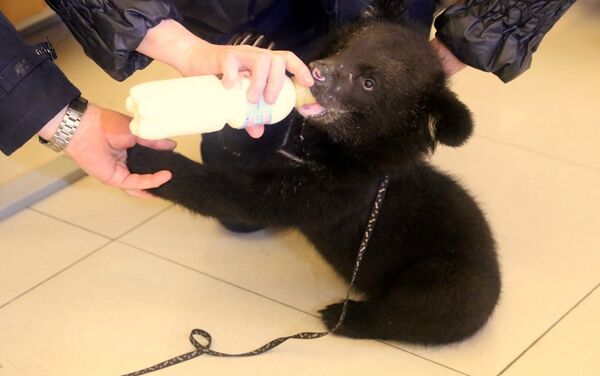 Osa tibetana de tres meses apodada Masha - Sputnik Mundo