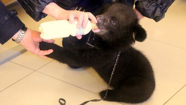 Osa tibetana de tres meses apodada Masha - Sputnik Mundo