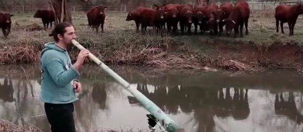 Concierto para vacas - Sputnik Mundo