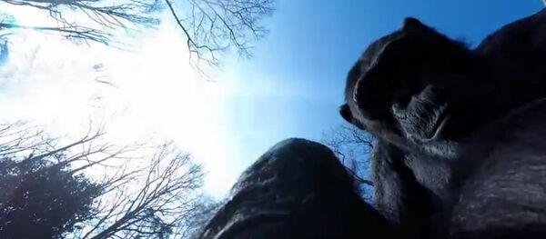 Un mono derriba un dron - Sputnik Mundo