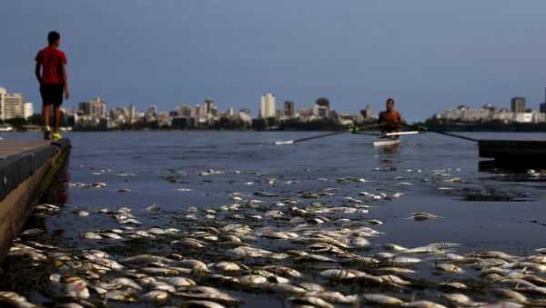 Dead fish are pictured next to a rowing athlete as he attends a training session at the Rodrigo de Freitas lagoon, in Rio de Janeiro April 13, 2015. - Sputnik Mundo