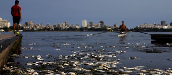 Dead fish are pictured next to a rowing athlete as he attends a training session at the Rodrigo de Freitas lagoon, in Rio de Janeiro April 13, 2015. - Sputnik Mundo