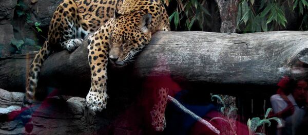 México busca salvar al jaguar sagrado de las culturas aborígenes de América - Sputnik Mundo