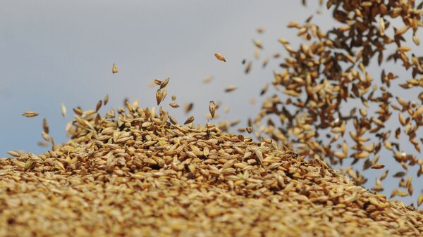 Grano (archivo) - Sputnik Mundo