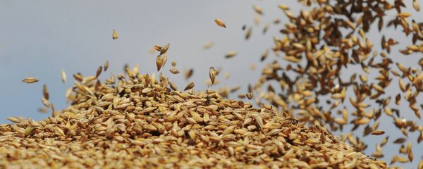 Grano - Sputnik Mundo