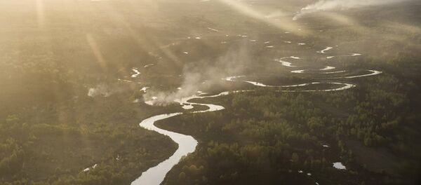 Bosques - Sputnik Mundo