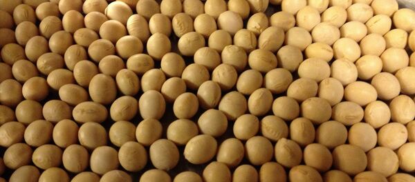 Caída del precio de la soja es “circunstancial”, dice ministro de Agricultura de Uruguay - Sputnik Mundo