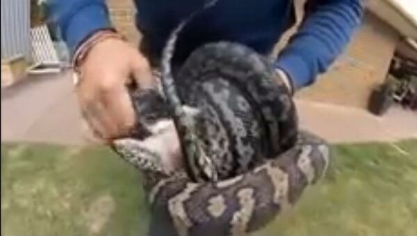 El nudo mortal de dos pitones - Sputnik Mundo