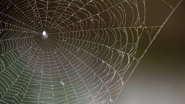 Telaraña las arañas - Sputnik Mundo