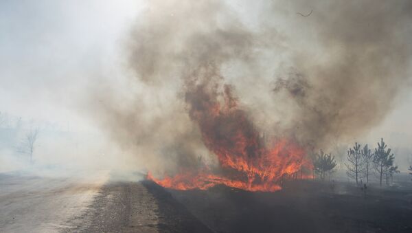 Incendios forestales en Siberia - Sputnik Mundo