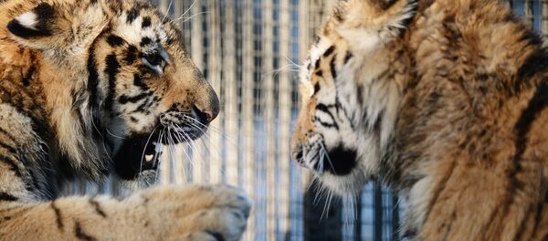 Tigres del Amur - Sputnik Mundo