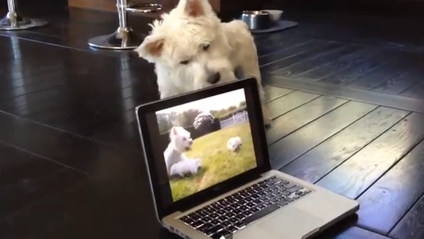 Cachorros atrapados en  un portátil - Sputnik Mundo