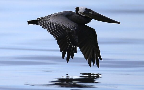 Vertido de crudo en la costa de California - Sputnik Mundo