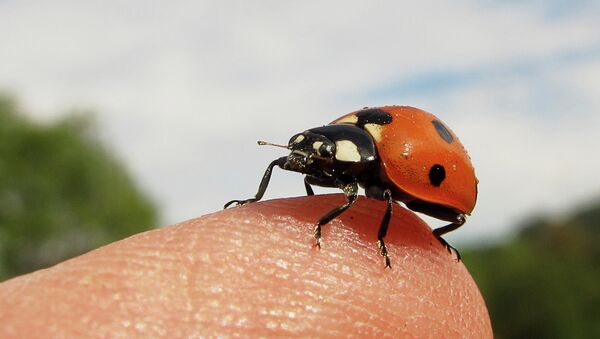 Mariquita - Sputnik Mundo