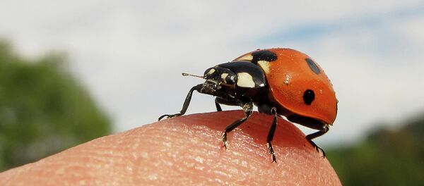Mariquita - Sputnik Mundo