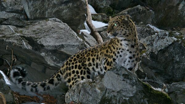 Leopardo del Lejano Oriente - Sputnik Mundo