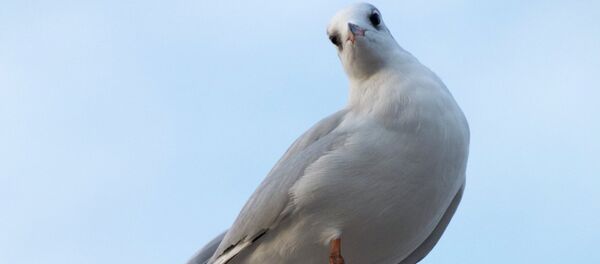 Paloma - Sputnik Mundo