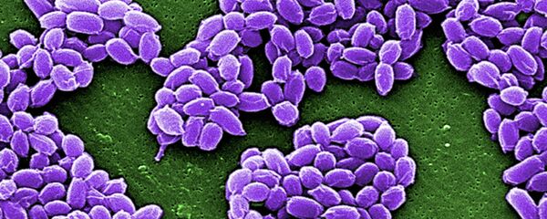 Muestras de Ántrax (imagen referencial) - Sputnik Mundo