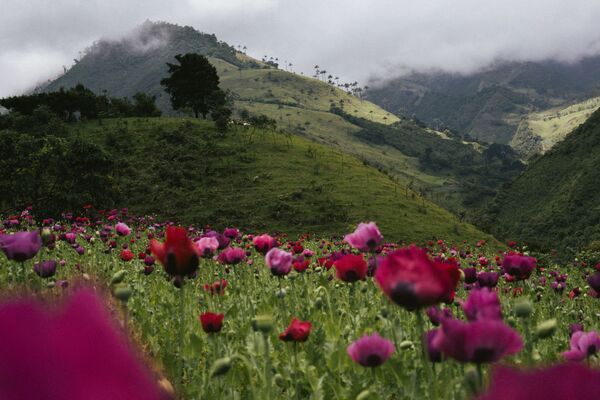 Las obras de los ganadores del I Concurso Internacional de Periodismo Fotográfico Andréi Stenin - Sputnik Mundo