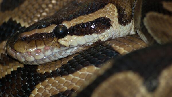 Una serpiente pitón (archivo) Una serpiente pitón (archivo) - Sputnik Mundo