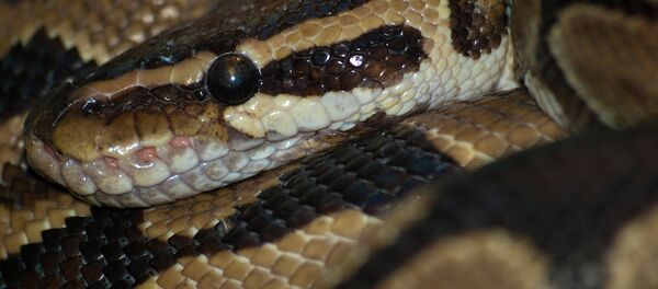 Una serpiente pitón (archivo) - Sputnik Mundo