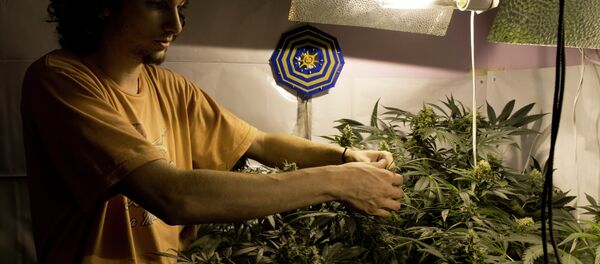 Juan Andres Palese, un cultivador de marihuana de Montevideo Juan Andres Palese, un cultivador de marihuana de Montevideo - Sputnik Mundo