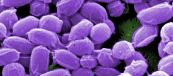 Spores from the Sterne strain of anthrax bacteria (Bacillus anthracis) are pictured in this handout scanning electron micrograph (SEM) obtained by Reuters May 28, 2015. - Sputnik Mundo