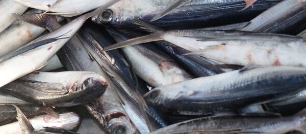 Pescado - Sputnik Mundo