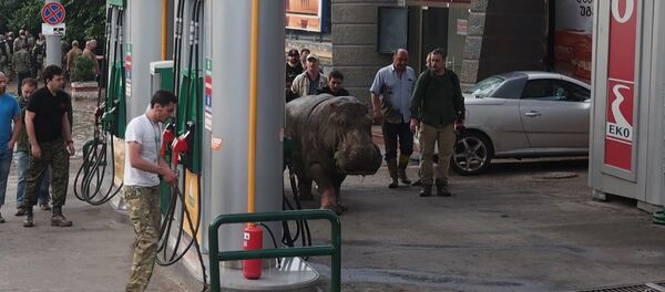 Los habitantes de Tiflis atrapan a un hipopótamo - Sputnik Mundo