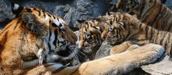 Tigres del Amur Tigres del Amur - Sputnik Mundo