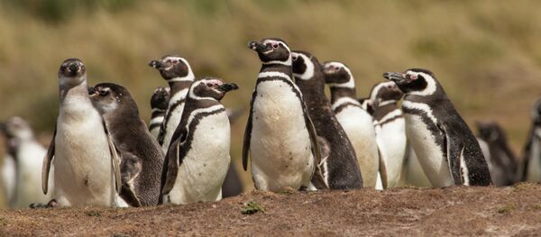 Sobrepesca en Argentina provoca llegada masiva de pingüinos a Brasil - Sputnik Mundo