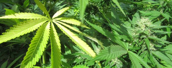 Marihuana (imagen referencial) - Sputnik Mundo