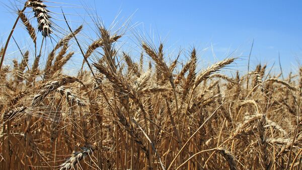 Campo de trigo en Crimea (archivo) - Sputnik Mundo