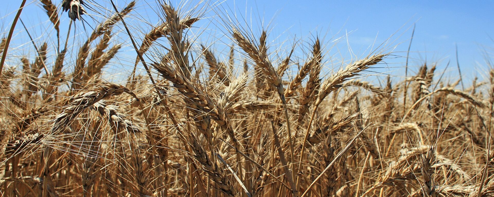 Trigo (imagen referencial) - Sputnik Mundo, 1920, 15.05.2022