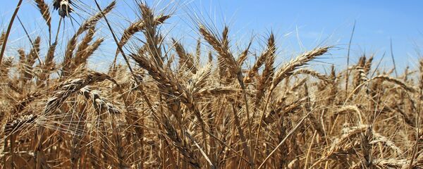 Trigo (imagen referencial) Trigo (imagen referencial) - Sputnik Mundo