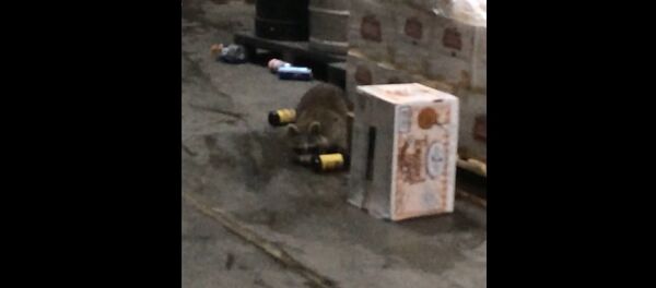 Un mapache borracho - Sputnik Mundo