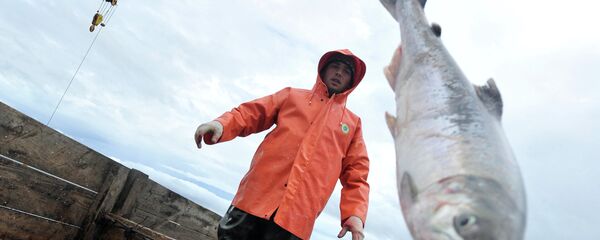 Pesca del salmón - Sputnik Mundo