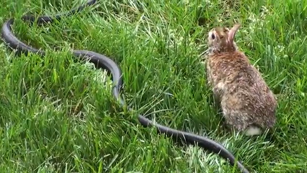 Coneja y serpiente se enzarzan en una pelea - Sputnik Mundo