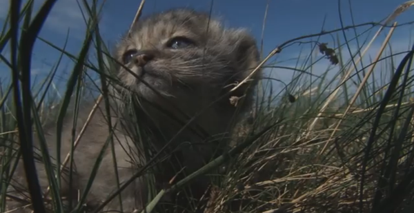 Cachorros de manul - Sputnik Mundo