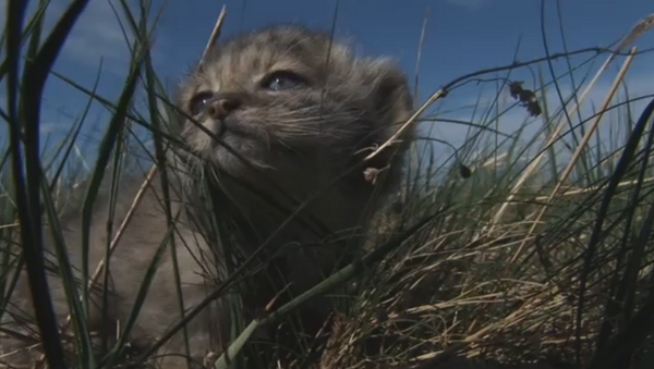 Cachorros de manul - Sputnik Mundo