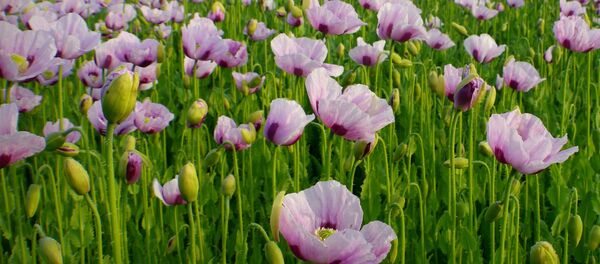 Ayotzinapa está en zona de cultivo de drogas de México para EEUU, denuncia Gaviria Ayotzinapa está en zona de cultivo de drogas de México para EEUU, denuncia Gaviria - Sputnik Mundo