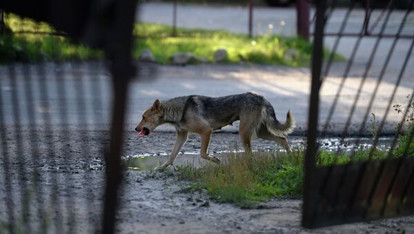 El ayuntamiento de Moscú renuncia a crear una zoopolicía El ayuntamiento de Moscú renuncia a crear una zoopolicía - Sputnik Mundo