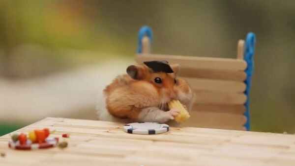 El hámster reúne a sus amigos - Sputnik Mundo