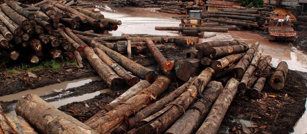 Rousseff anuncia el fin de la tala ilegal en Brasil para 2030 - Sputnik Mundo