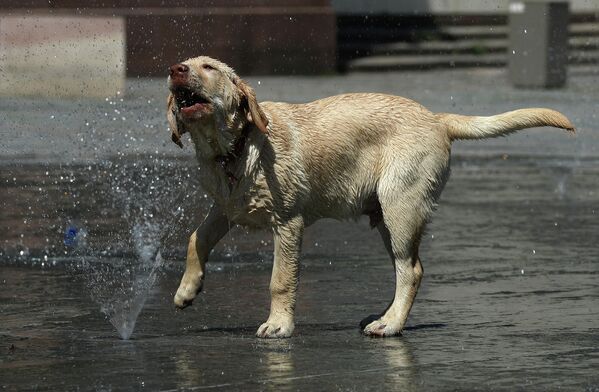 Calor anómalo en Europa - Sputnik Mundo